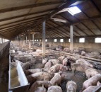 Factory closures means backlog of pigs on farms is 'inevitable'