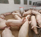 EU Ministers to look at 'deteriorating situation' in the pigmeat sector