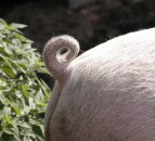 Waitrose announces £16m support scheme for pig farmers
