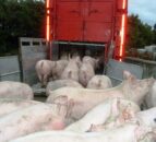 Pork producers hit by weak demand and strong supplies