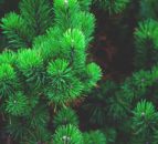 Monocultures of conifers can be more resilient to spring drought - study