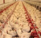 Poultry production grows, despite competition 