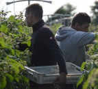 £22m worth of fruit and veg wasted due to labour shortage