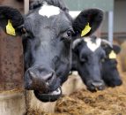 Less crude protein reduces ammonia emissions from cow slurry