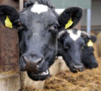 Farming must have ‘zero tolerance’ for animal cruelty