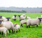 Calls to revitalise EU sheep sector or risk facing a 'rural exodus'