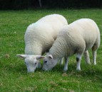 SCOPS urges farmers to take care when treating sheep parasites