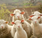 Boost in sheep trade, live shipments up
