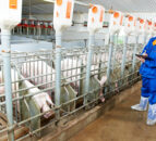 Northern pig producers introduce DNA testing 
