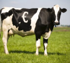Dairy Farmers warned of boom and bust