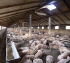 Is carcase cooling a disposal technology option for the pig sector?