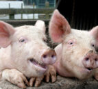 Heated pork markets slowly cooling down