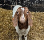 No kidding: Farm makes €56,000 offering ‘virtual goats’ for video calls