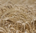 Survey reveals mixed picture of Scotland's 2023 harvest