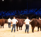 Breed championships among highlights of Sommet de l’Elevage