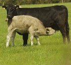 Good grass year in 2014 leads to increase in suckler cow caesareans