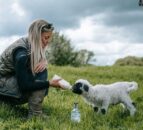 Diversification: UK farm makes Europe’s first sheep’s milk vodka