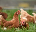 Bird flu case confirmed in East Suffolk