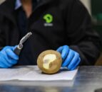 New project to tackle supermarket waste by reducing potato bruising