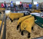 Video: €5,200 tops the trade at Suffolk premier sale at Blessington