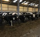 Grouping cows is key to achieving good feed efficiency