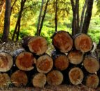 Report highlights wood as renewable substitute in a bioeconomy