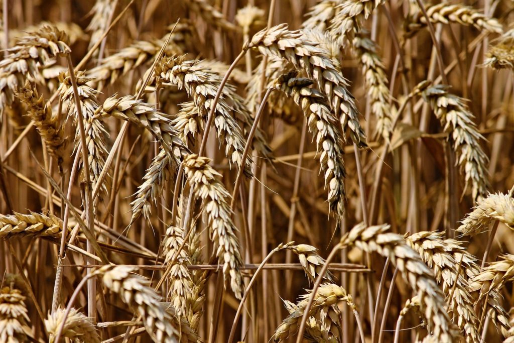 grain Tirlán /Ukraine wheat exports EU Europe gene editing