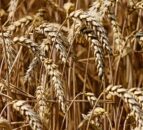 More barley and oilseed rape sown at expense of wheat in UK