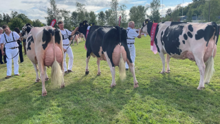 Judge for 2023 Baileys cow competition named