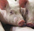 GB pig prices 'continue to gain momentum' - AHDB