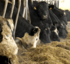Wales launches five-year bovine TB delivery plan