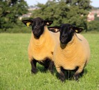 Suffolk Sheep Society: 125 years of breeding excellence for Irish farmers