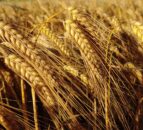 Hybrid barleys – improved nitrogen use efficiency