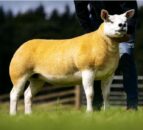 Strong gimmer trade at Texel Sheep Society’s Scottish sale