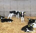 Autumn-calving: Dealing with scour in calves