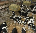 Using transition milk - the next essential feed after colostrum
