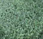 Sowing white clover: Advice for beef and sheep farms