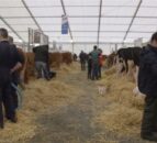Video: The highlights of Day One of the Balmoral Show
