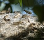 Public urged to report sightings of oak processionary moths