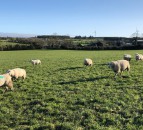 Zoetis urges sheep farmers to be alert for worm and fluke risks