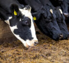 Winter milk: Grouping cows for greater feed efficiency