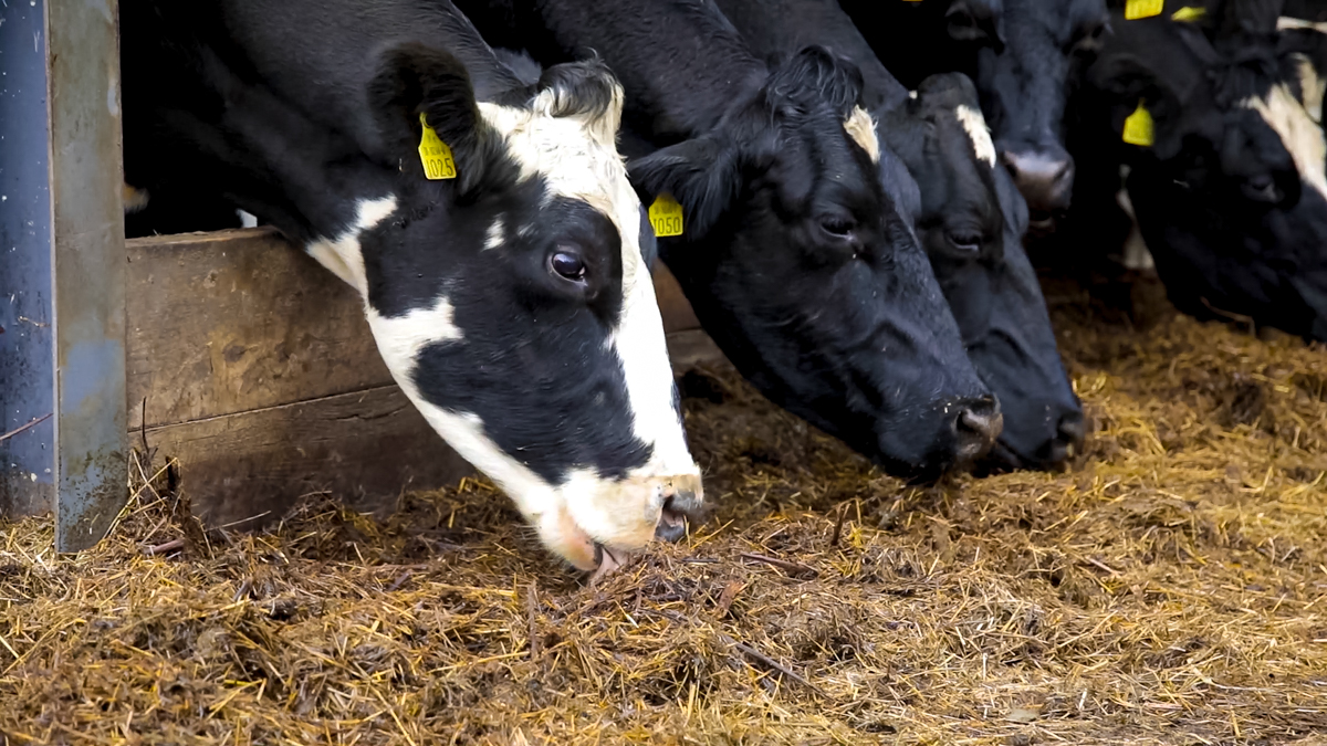 Winter milk: Grouping cows for greater feed efficiency