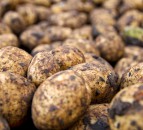 Colorado potato beetle larvae confirmed in Kent