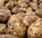 Seed Potato Organisation seeks new members