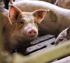 NPA calls for UK gov to prepare for outbreak of African swine fever