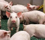 Staffordshire Police appeals for info after 9 pigs stolen from farm