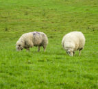 Red Tractor has 'sideswiped' the sheep sector with GFC - NSA