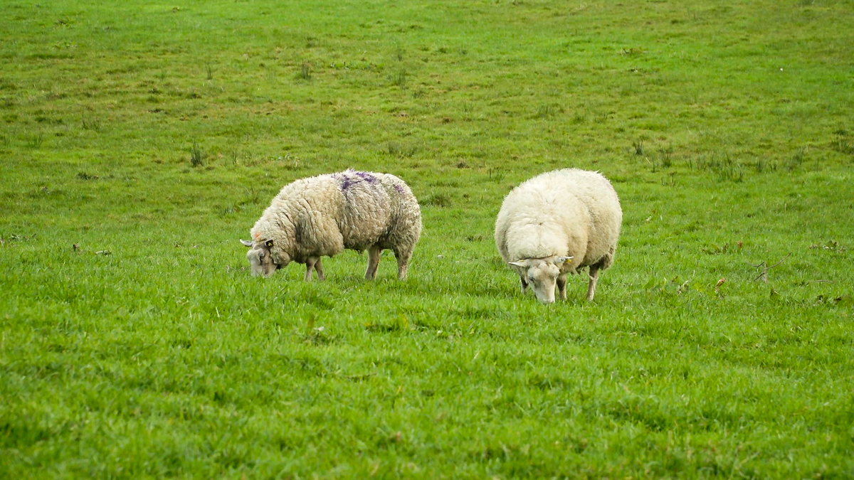 Red Tractor has ‘sideswiped’ the sheep sector with GFC – NSA