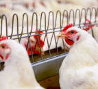 Bird flu: Research shows ‘partial protection’ in gene-edited chickens
