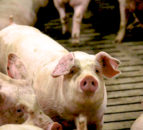 Ammonia-harvesting technology used to reduce pig farm emissions